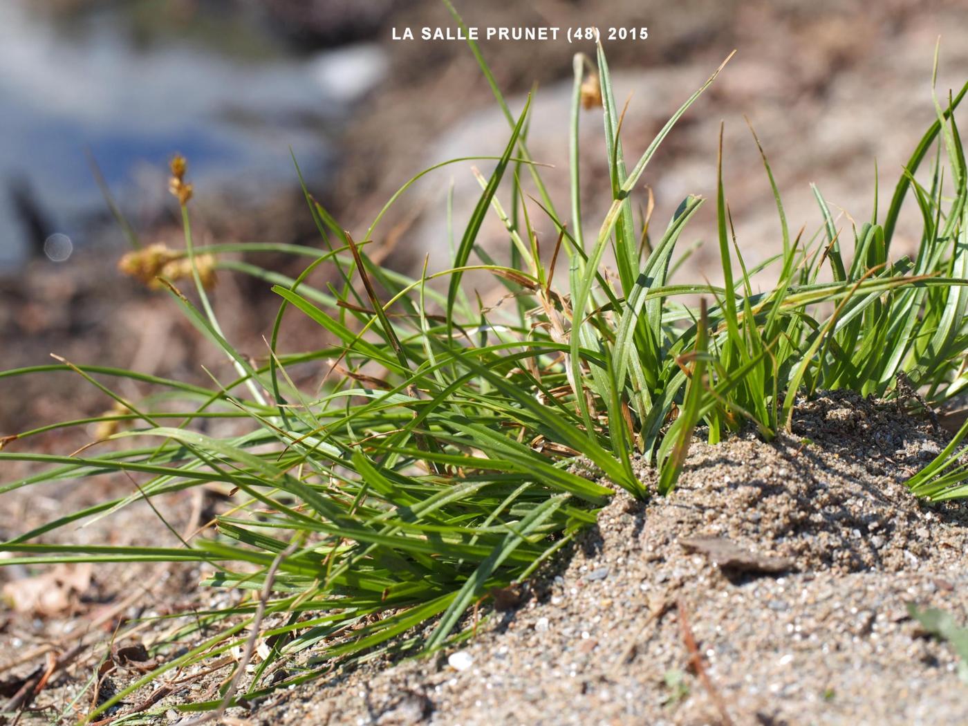 Blysmus, Broad-leaved leaf